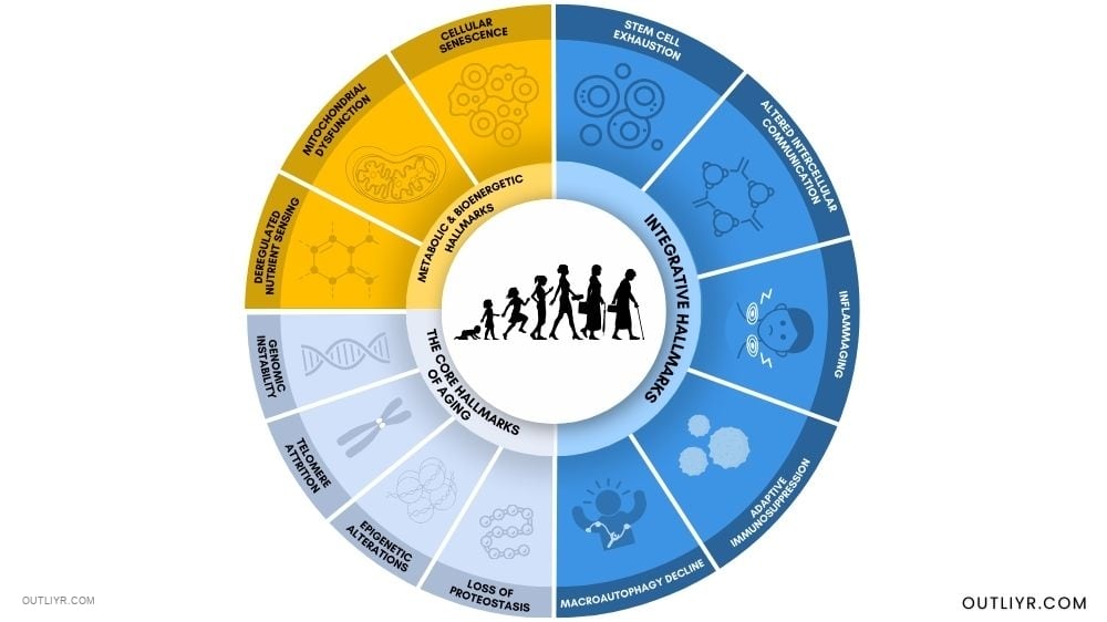 Infographic on the 12 hallmarks of aging