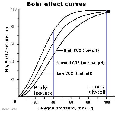 Bohr curve showing how CO2 impacts blood oxygenation.