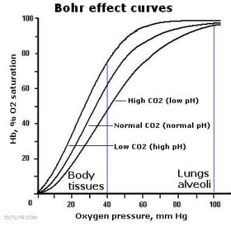 Bohr curve showing how CO2 impacts blood oxygenation.