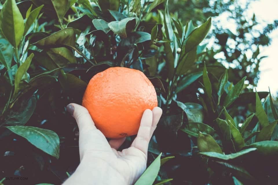 Girl picking a fresh orange off tree.