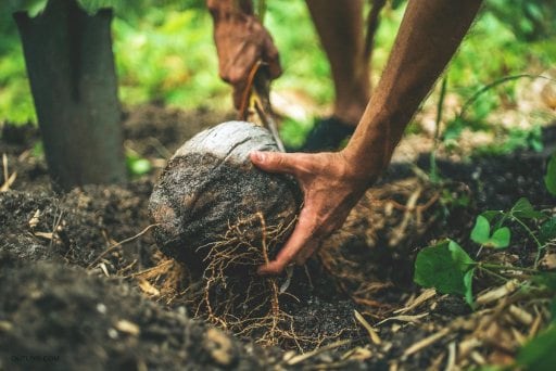 Man uprooting roots from quality soil.