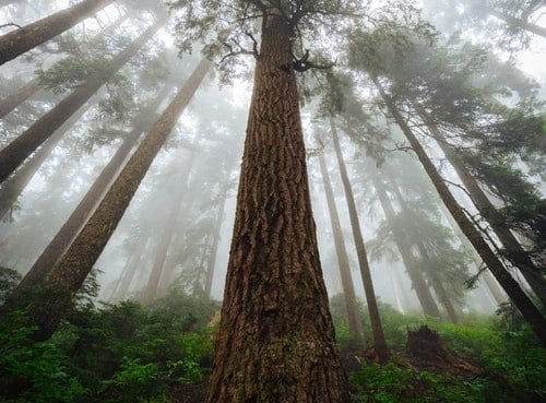 nature trees