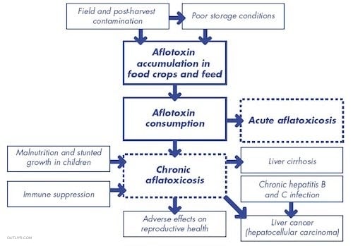 Moldy food in food supply