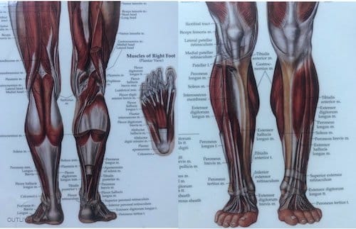 Stabilizer Muscles in Legs & Feet