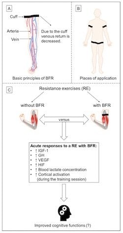 BFR Training Mechanisms of Action