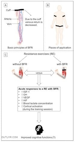 BFR Training Mechanisms of Action