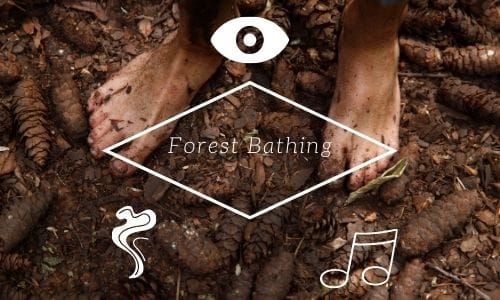 Forest Bathing Therapy Gounding