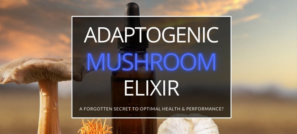 Best Adaptogenic Medical Mushroom Supplements Review
