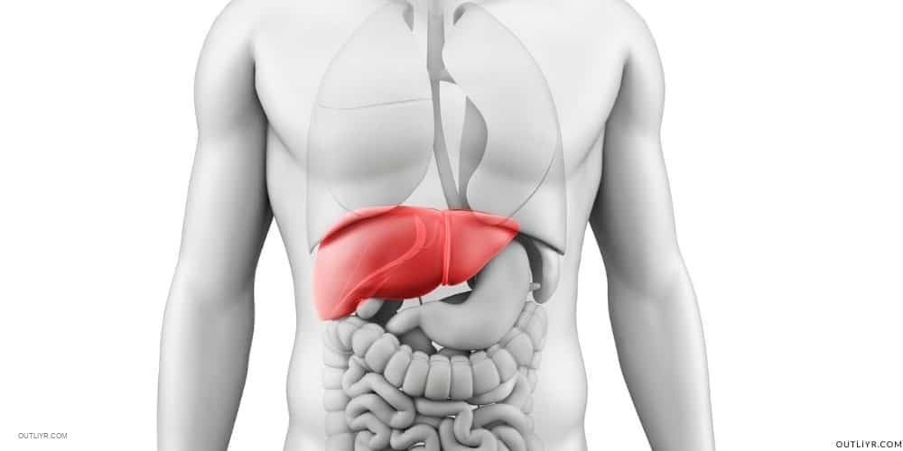 Biohacking Alcohol How Metabolism Works