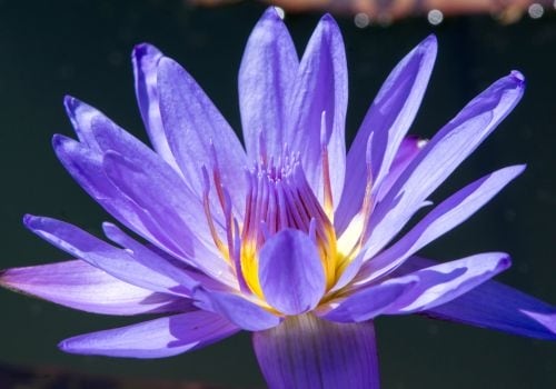 Blue Lotus Flower