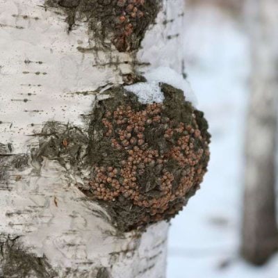 Chaga an adaptogenic mushroom rich in antioxidant. 