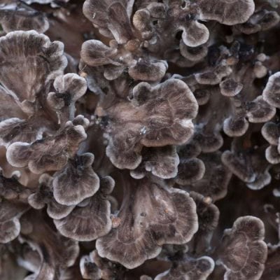 Maitake mushroom which has numerous health benefit including cancer therapeutics.