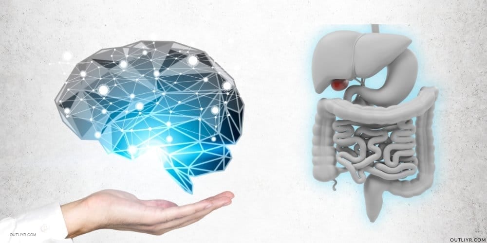 Gut Microbiome Health & Second Brain