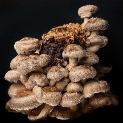 Shiitake mushroom not only used for medicinal purpose but also great for cooking.