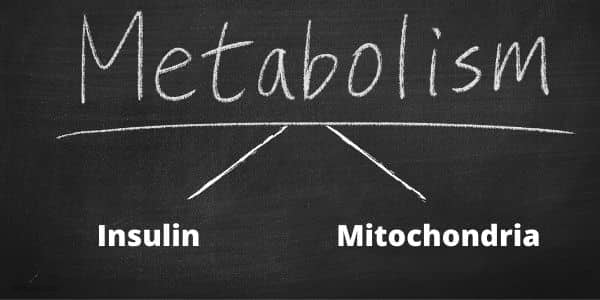 Metabolism Insulin Mitochondria