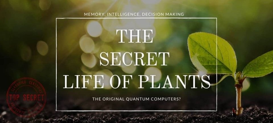 Plant Intelligence & Consciousness
