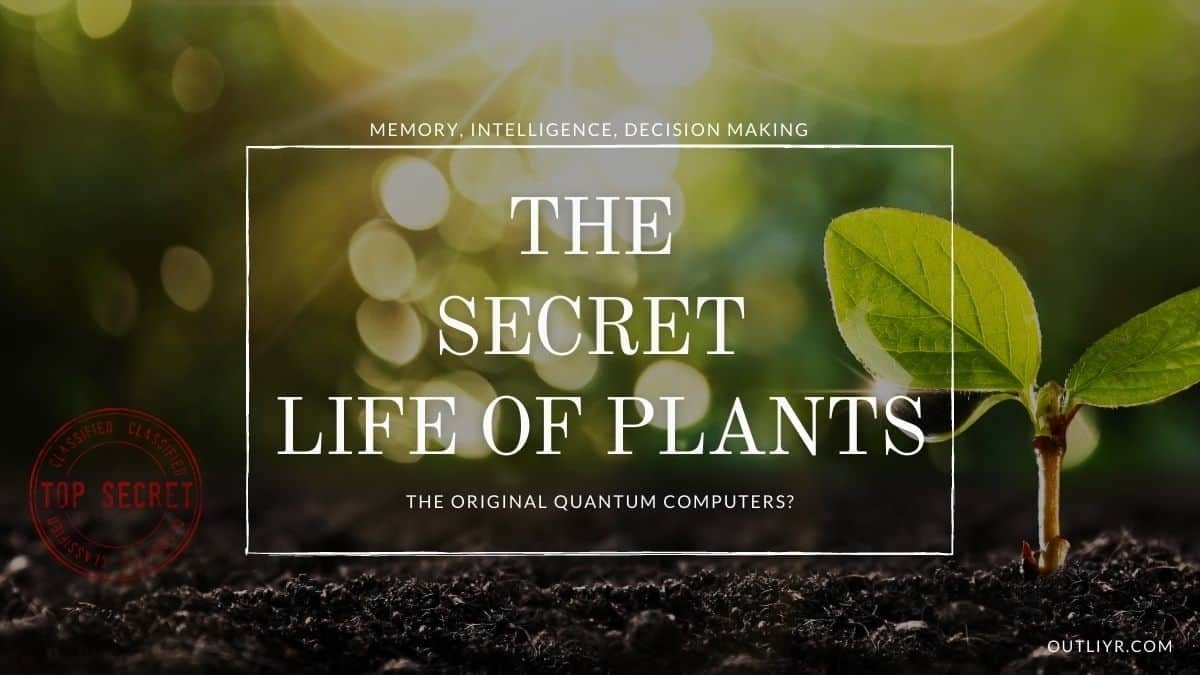 Plant Intelligence & Consciousness
