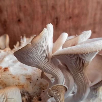 Oyster mushroom a cholesterollowering mushroom. 