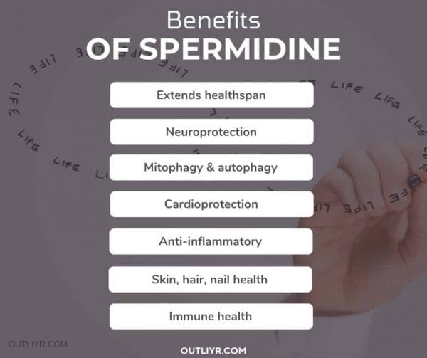 5 Best Spermidine Supplements [2022 Review]: Read BEFORE Buying