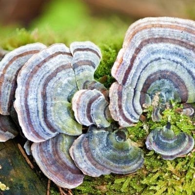 Turkey tail an adaptogenic mushroom, good for immune system.