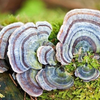 Turkey tail an adaptogenic mushroom, good for immune system.
