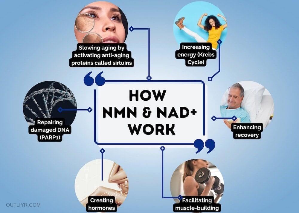 antiaging health benefits nmn supplements sm