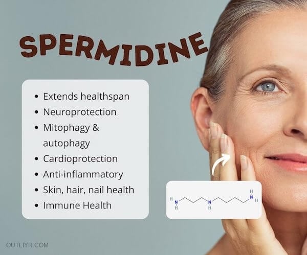 benefits of spermidine