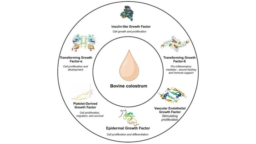 bovinecolostrumgrowthfactors bovine colostrum growth factors