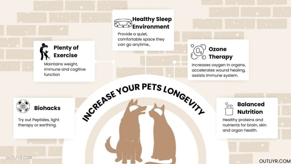 Tips on how to increase pet's health and longevity