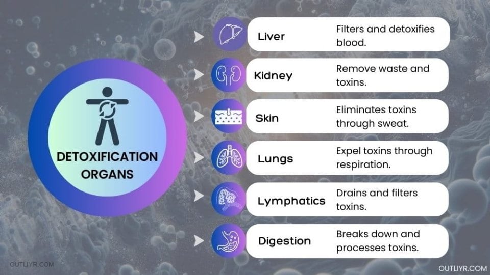Detoxification organs that naturally neutralize and eliminate toxins