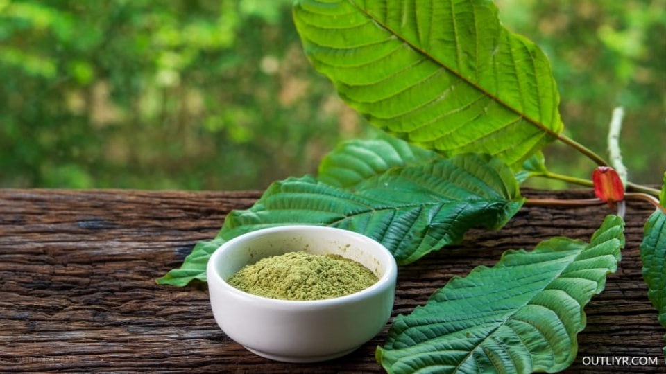 Kratom leaves contain alkaloid compounds that produce addictive effects 