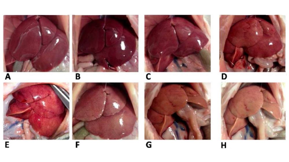 Comparison between the liver appearance of rats fed lard and safflower linseed