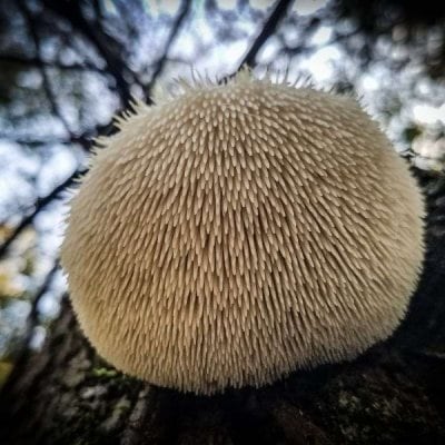 Lion's mane an adaptogenic mushroom. 