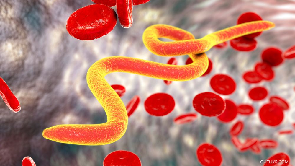 A microfilaria worm parasite among blood cells