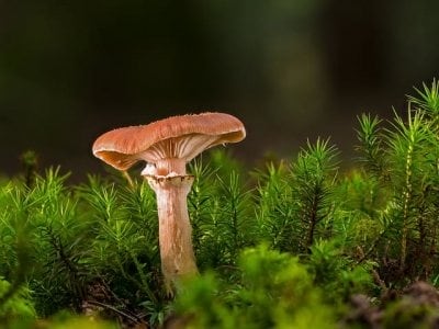 Mushroom for microdosing as booze alternative.