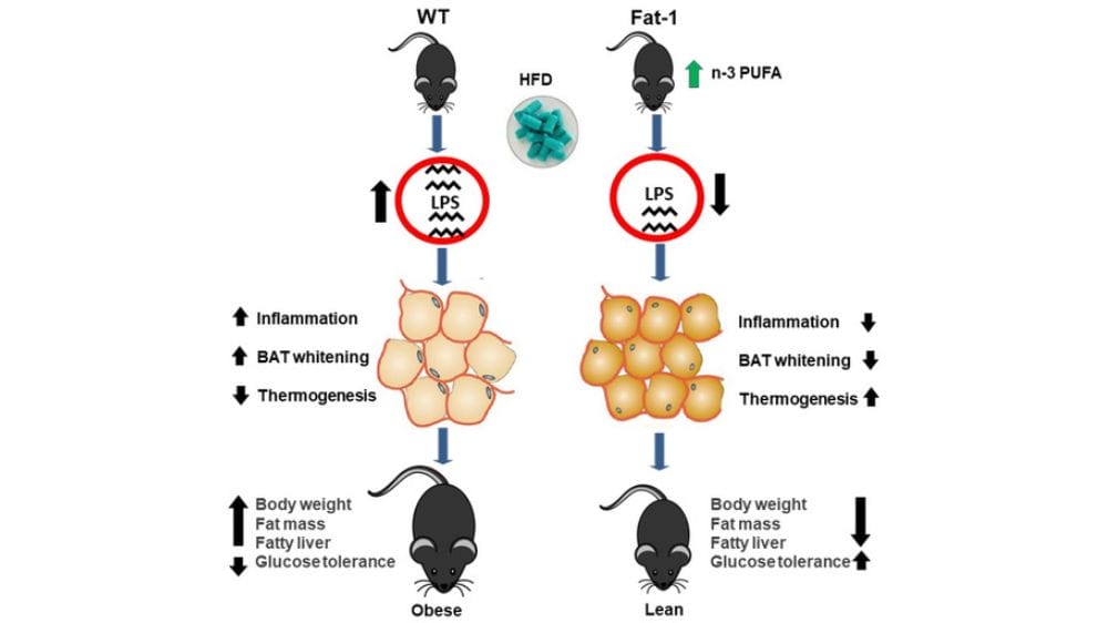 Inflammation and obesity in rats fed with LPS