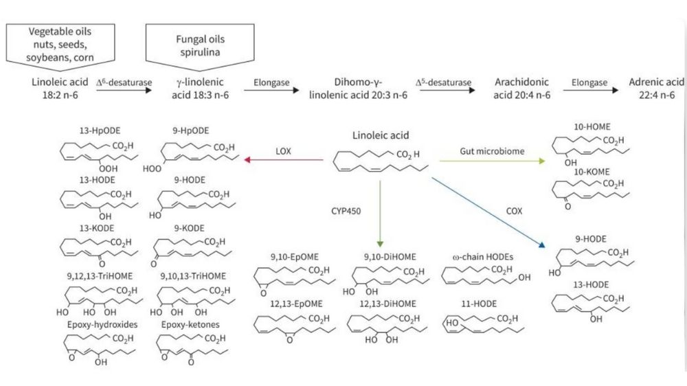 The toxic substances within seed oils
