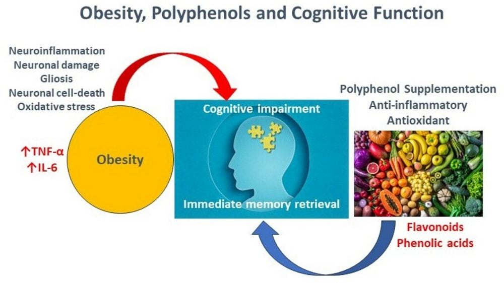 An infographic on how polyphenol supplementation aids cognitive function