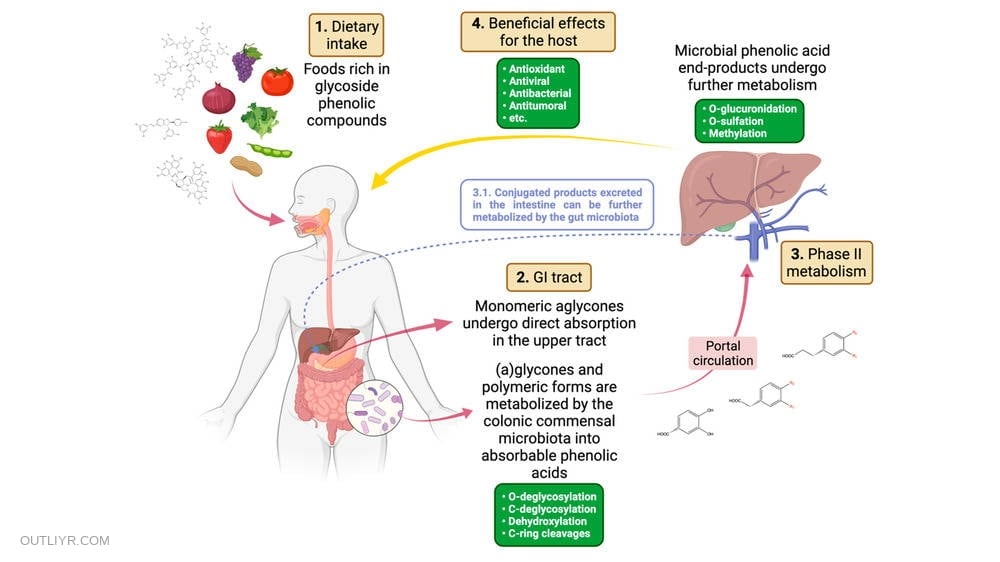 An infographic on how polyphenols benefit gut microbiome and digestion