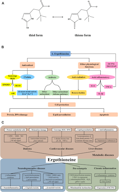 Diagram of How Ergothioneine Protects Against Disease