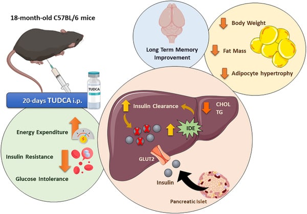 The benefits of TUDCA from a study titled 'The bile acid TUDCA reduces agerelated hyperinsulinemia in mice'