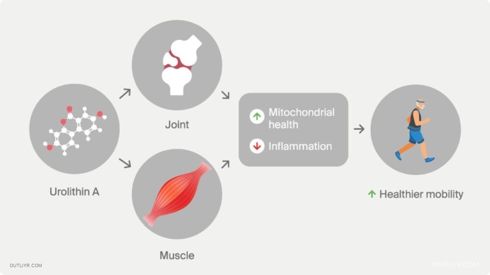 Urolithin A supports both joint & muscle for improved mobility