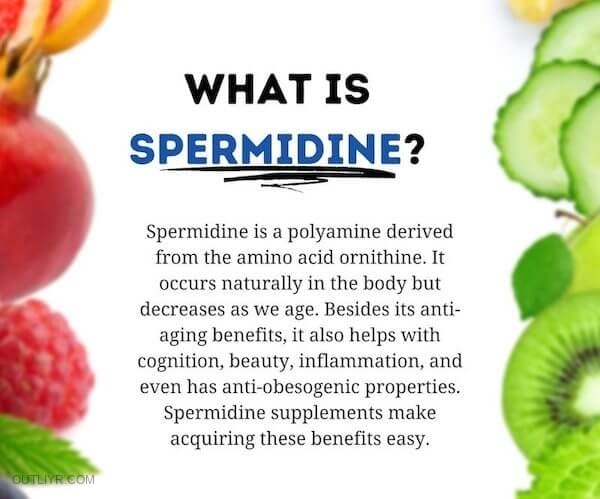 what really is spermidine
