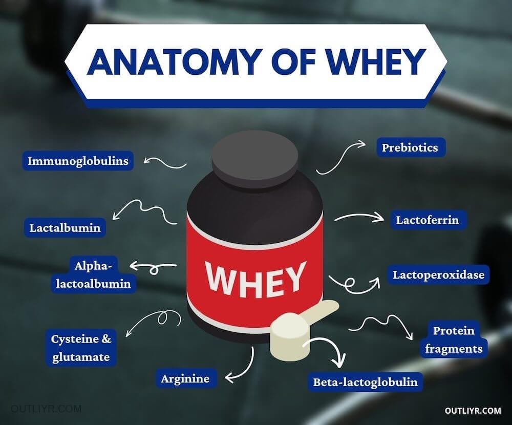 Anatomy of whey